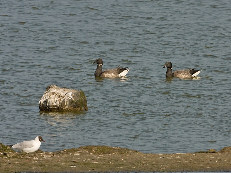 Branta bernicla Rotgans Brent Goose